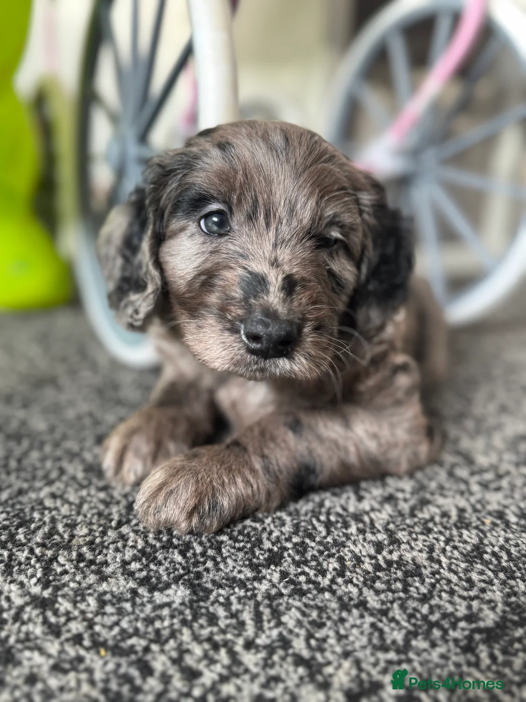 Labradoodle dogs for sale: Remaining boy Adorable Miniature Labradoodles left - Advert 3