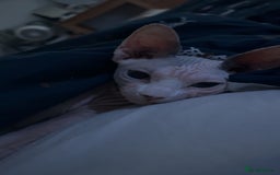 Sphynx cats for sale: Female Sphynx for Rehoming - Image 6