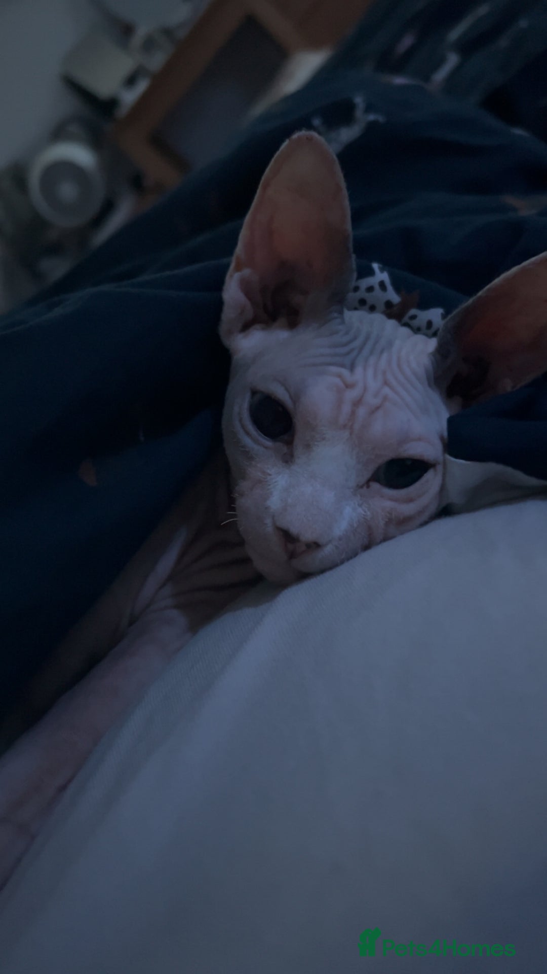 Sphynx cats for sale: Female Sphynx for Rehoming - Image 6