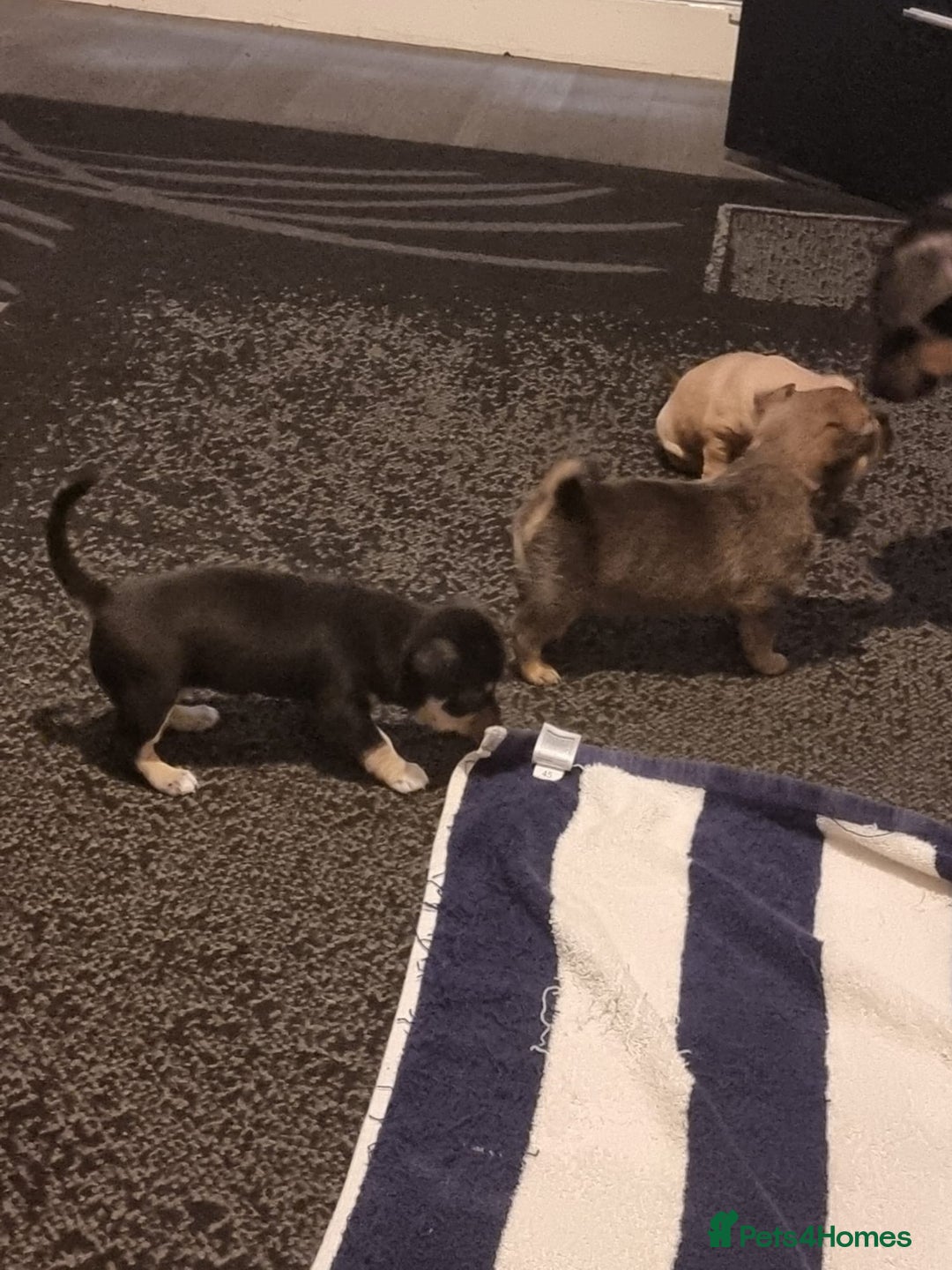 Pomchi dogs for sale: Chihuahua x pomchi - Advert 1