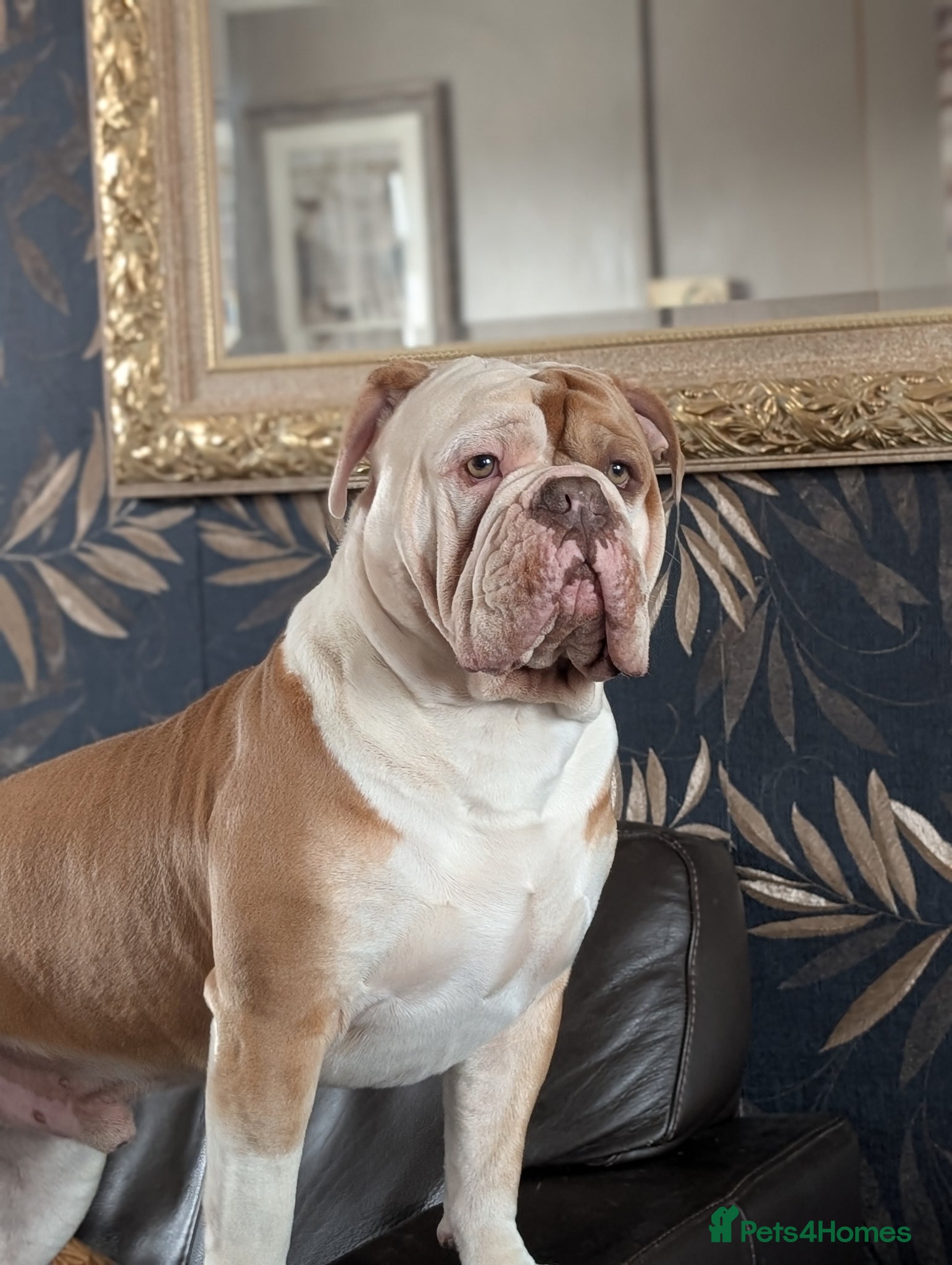 Olde English Bulldogge dogs My stunning boy aka stitch !! - Advert 3