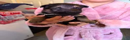 German Shepherd dogs for sale: German shepherd puppies only 4 left  - Advert 15