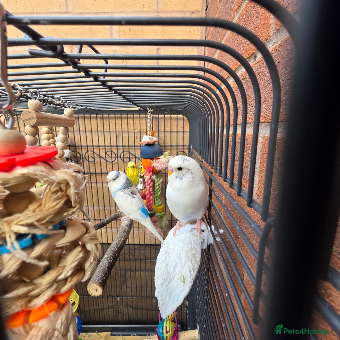 Budgerigars birds for sale: 4 mixed hand tame budgies and large cage - Image 3