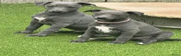Whippet dogs for sale: Whippets  - Advert 26