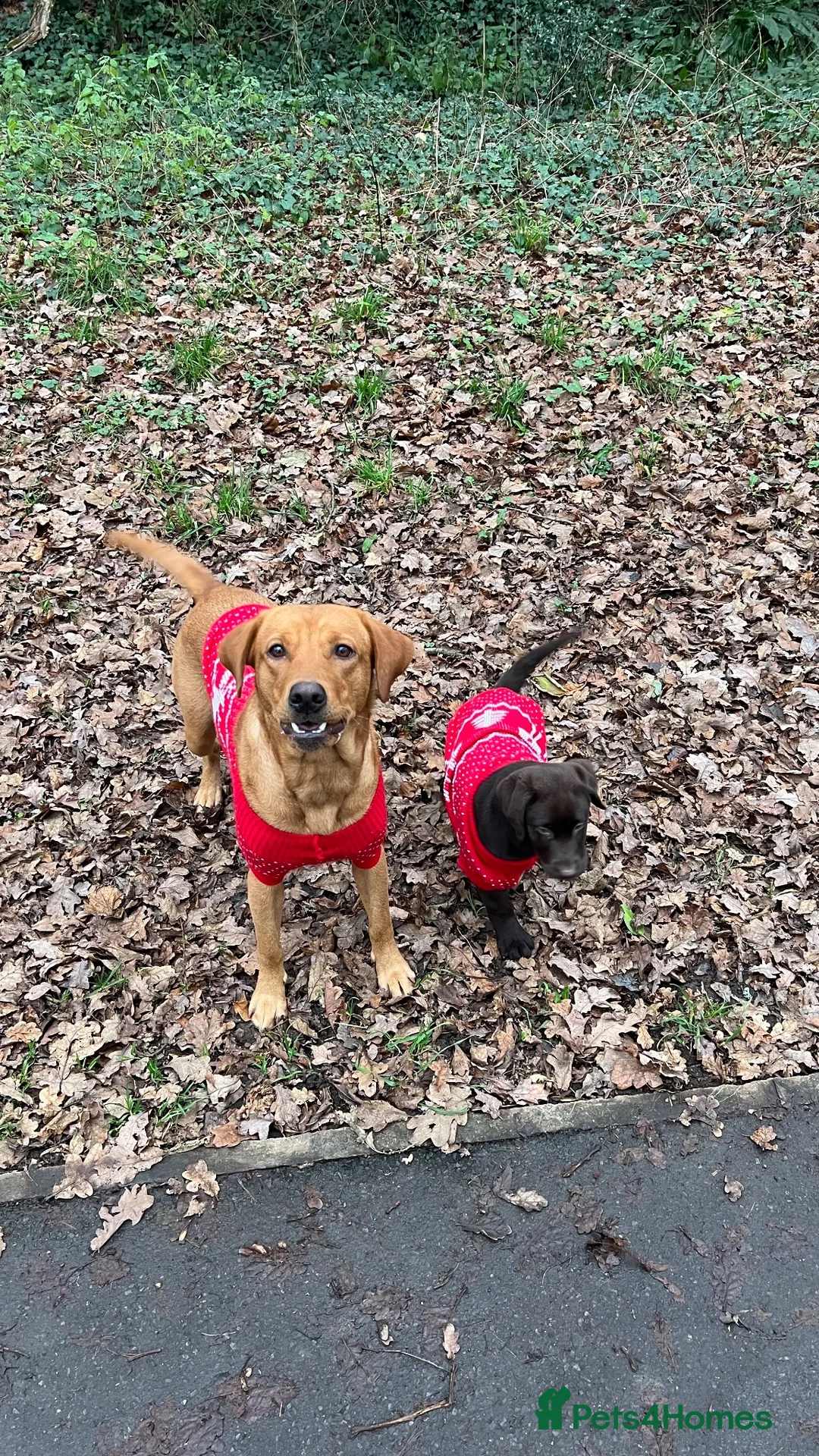 Labrador Retriever dogs for sale: Expecting - KC Chocolate Labrador Puppies  - Advert 8