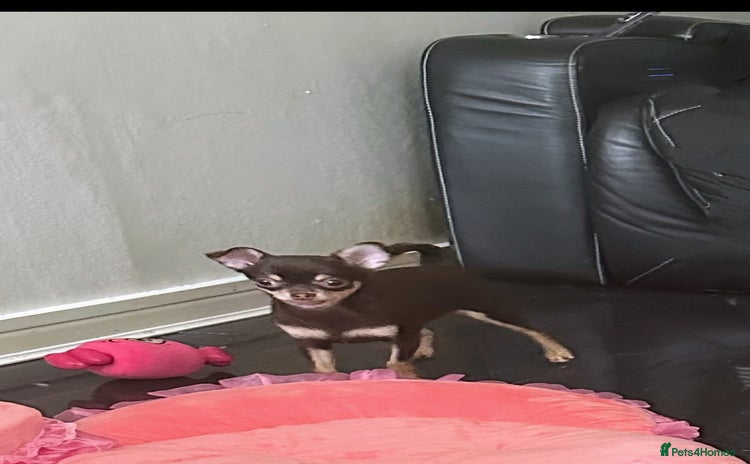 Chihuahua dogs in Coventry - Advert 15
