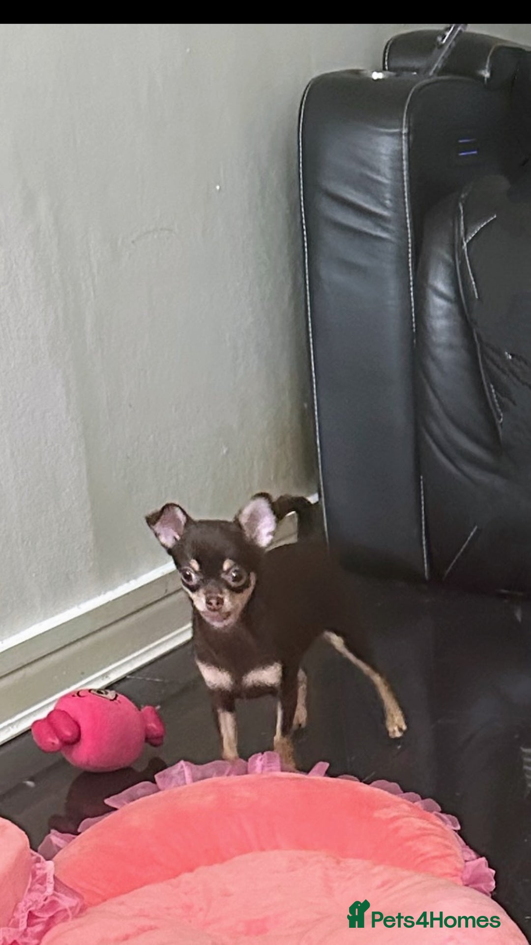 Chihuahua dogs for sale: Tiny chihuahua puppies KC in Coventry - Image 1