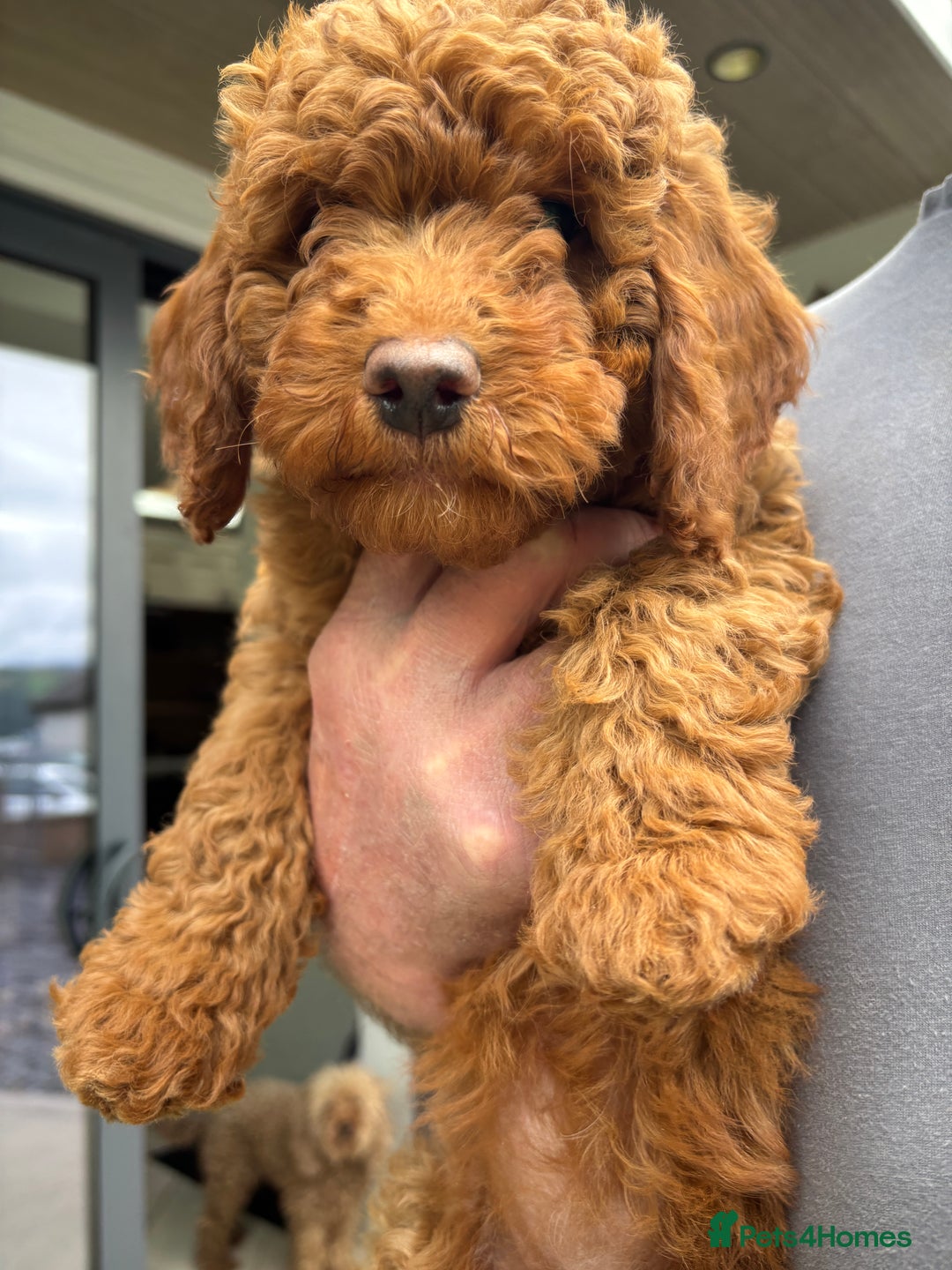 Labradoodle dogs for sale: Ready to leave red curly labradoodles (F1b) - Image 22