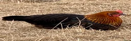 Chickens poultry for sale: Beautiful hybrid hens POL - Advert 17