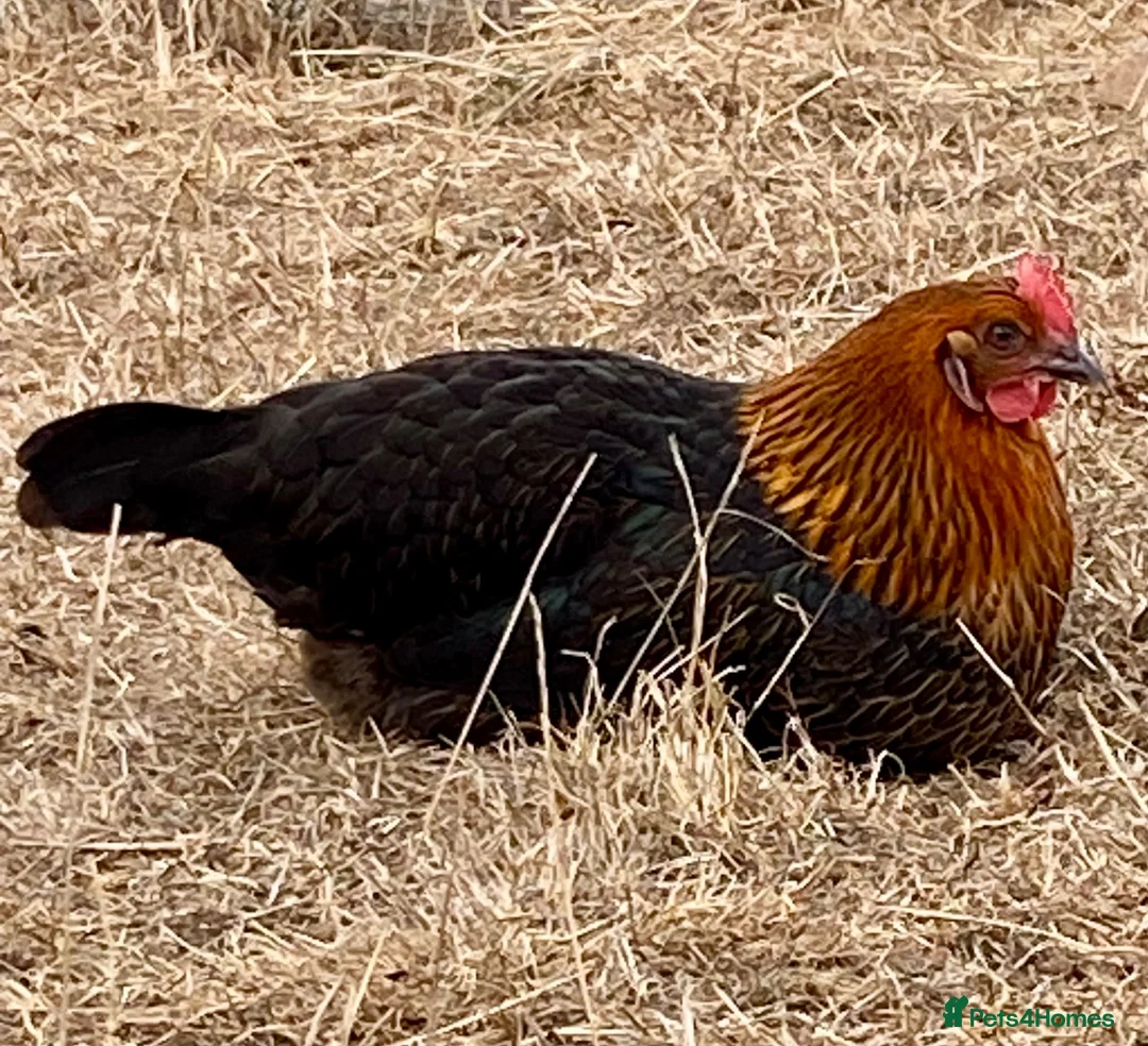 Chickens poultry for sale: Beautiful hybrid hens POL - Advert 17