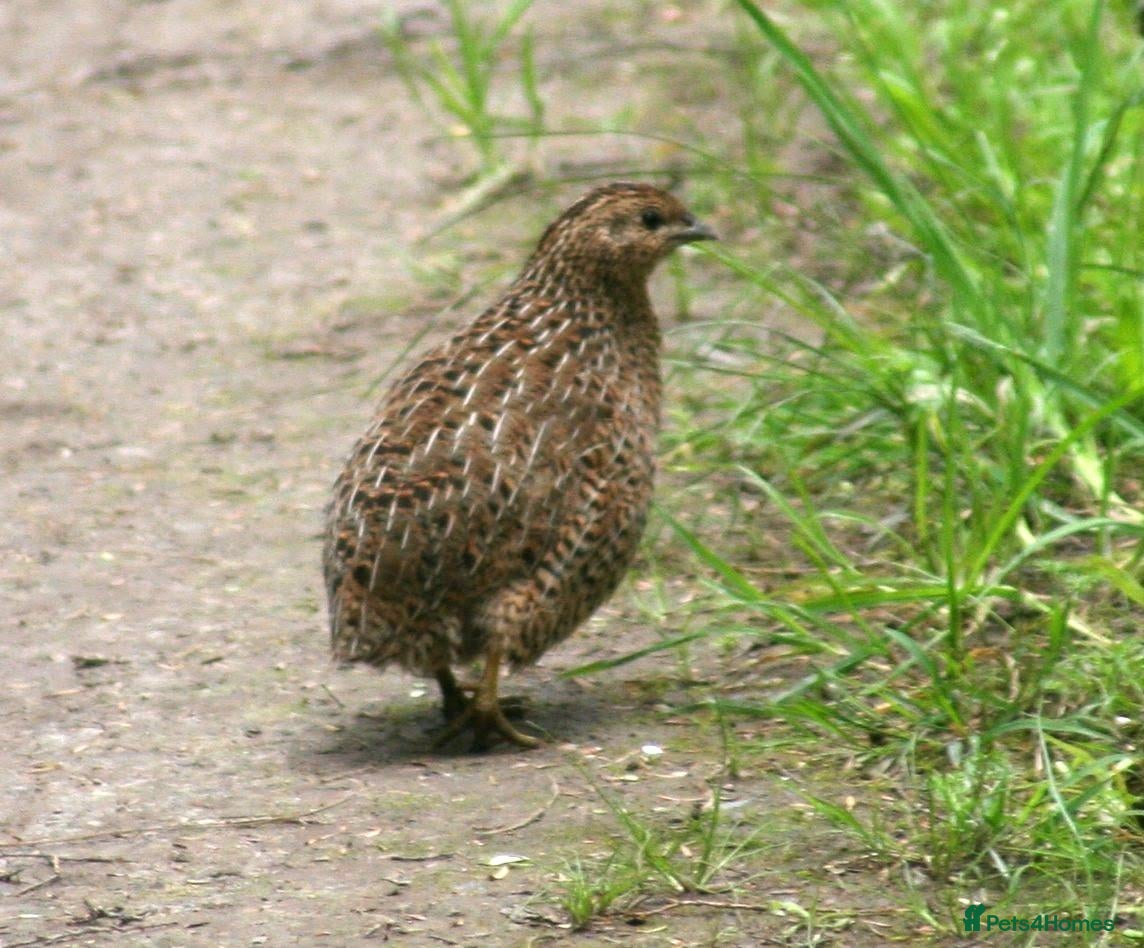 Quail poultry Quail - Advert 2