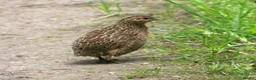 Quail poultry for sale: Quail - Advert 2