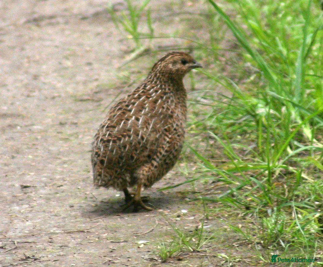 Quail poultry for sale: Quail - Advert 2
