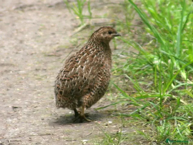 Quail poultry Quail - Advert 2