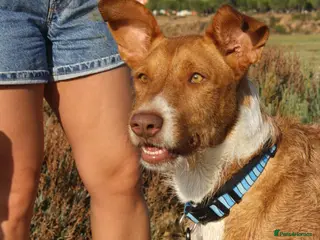 Mixed Breed dogs Meet Davos: Your Future Best Friend 🐾 - Advert 2