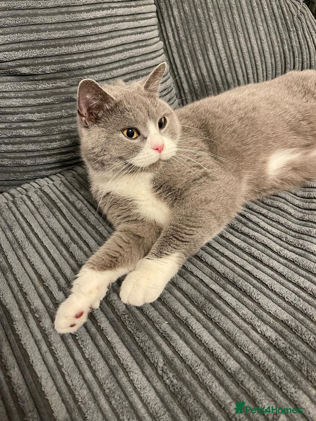 British Shorthair cats for sale: Stunning retired queen for sale - Advert 5