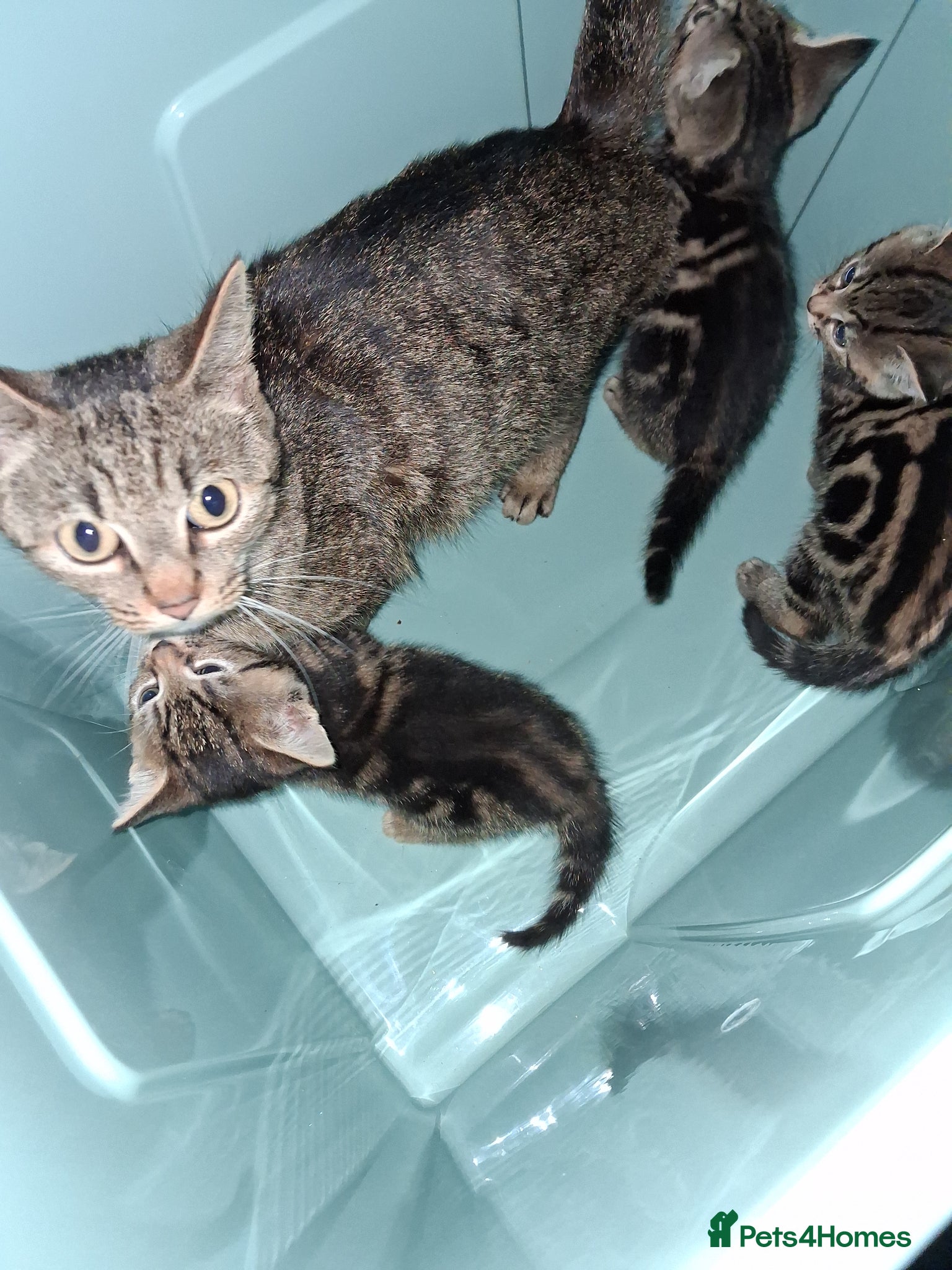 Mixed Breed cats 3 beautiful female kittens - Advert 6