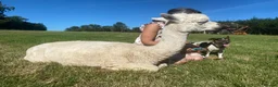 Alpaca livestock for sale: BAS registered breeding female Alpacas  - Advert 17