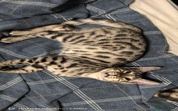 Bengal cats for sale: Sweet Bengal Kittens For Sale  - Image 39