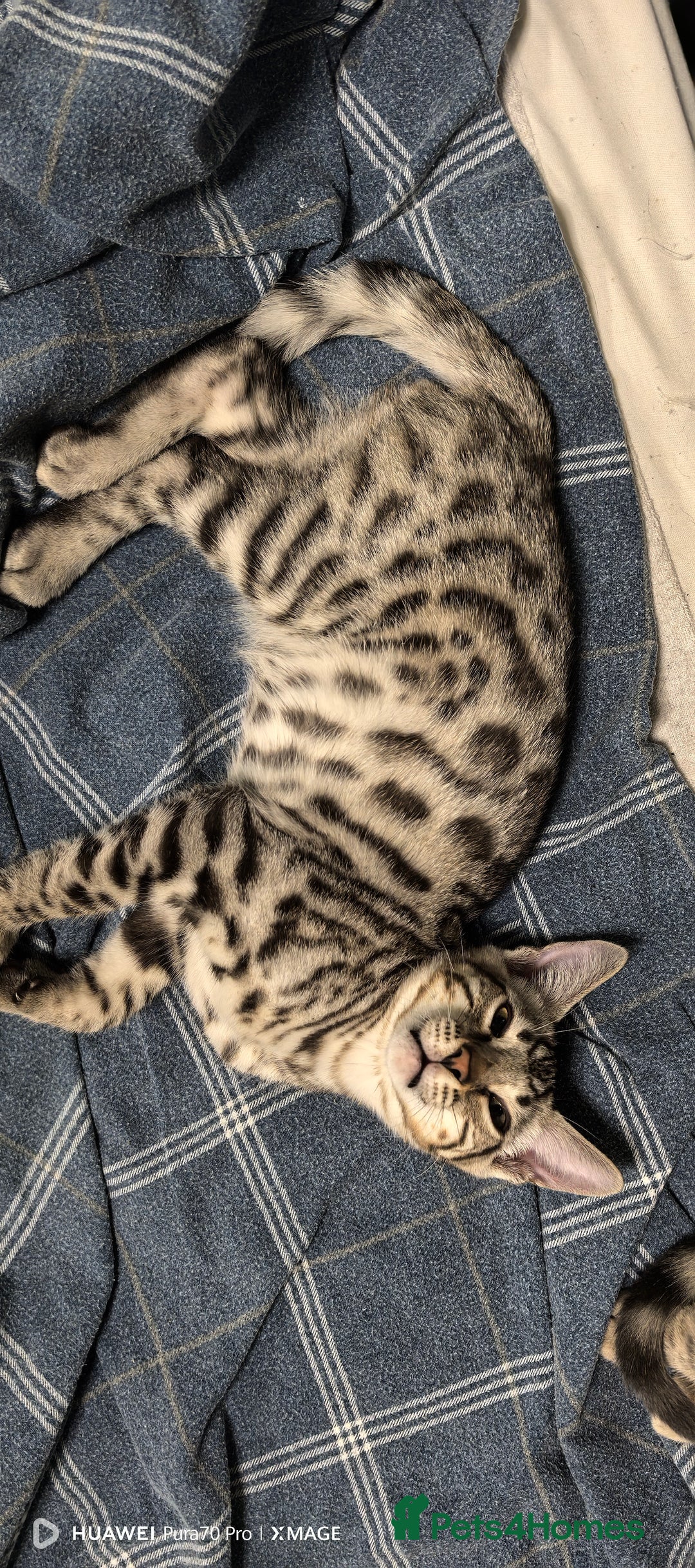 Bengal cats for sale: Sweet Bengal Kittens For Sale  - Image 39