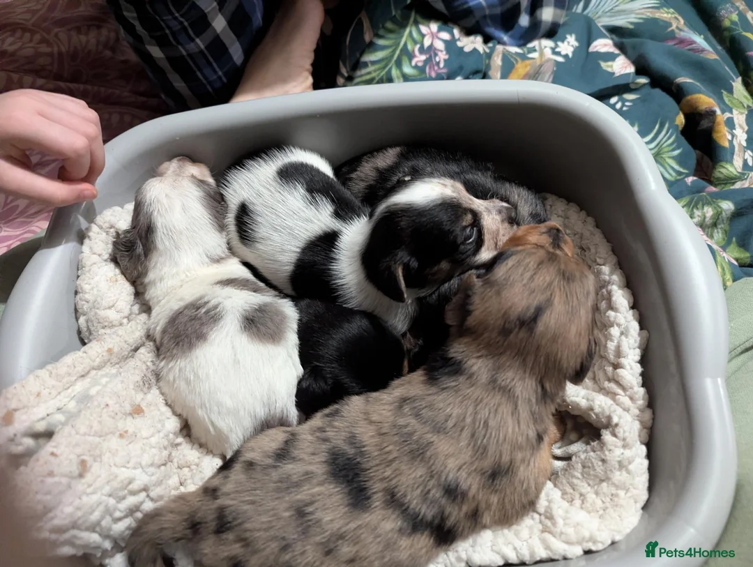 Mixed Breed dogs for sale: Beautiful Cocker Spaniel Cross Dachshund Puppies - Advert 2