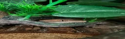 Gecko reptiles for sale: Female Harlequin Created Gecko in Aldershot - Advert 14