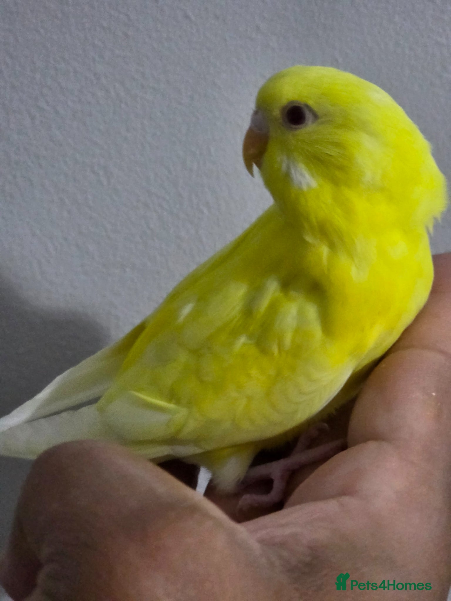Budgerigars birds Beautiful Hand-Tamed Baby Budgies - For sale - Advert 17