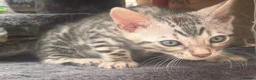 Bengal cats for sale: Bengal female kitten ready now  - Advert 5