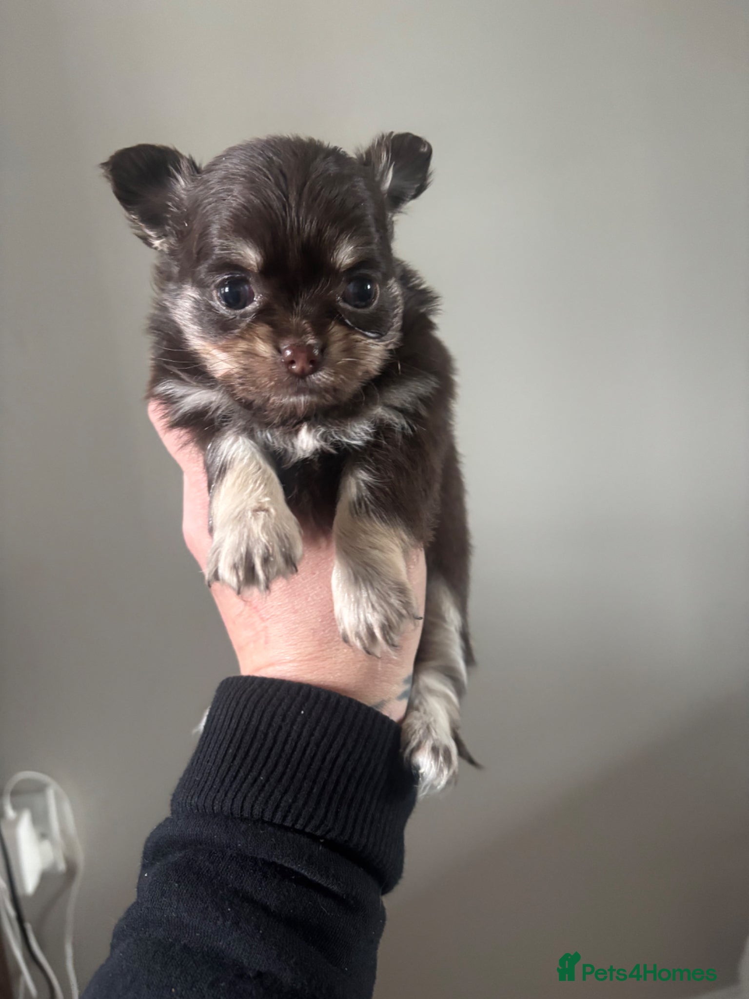 Chihuahua dogs Beautiful Chihuahua litter  - Advert 7