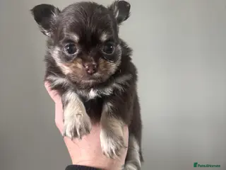 Chihuahua dogs Beautiful Chihuahua litter - Advert 7