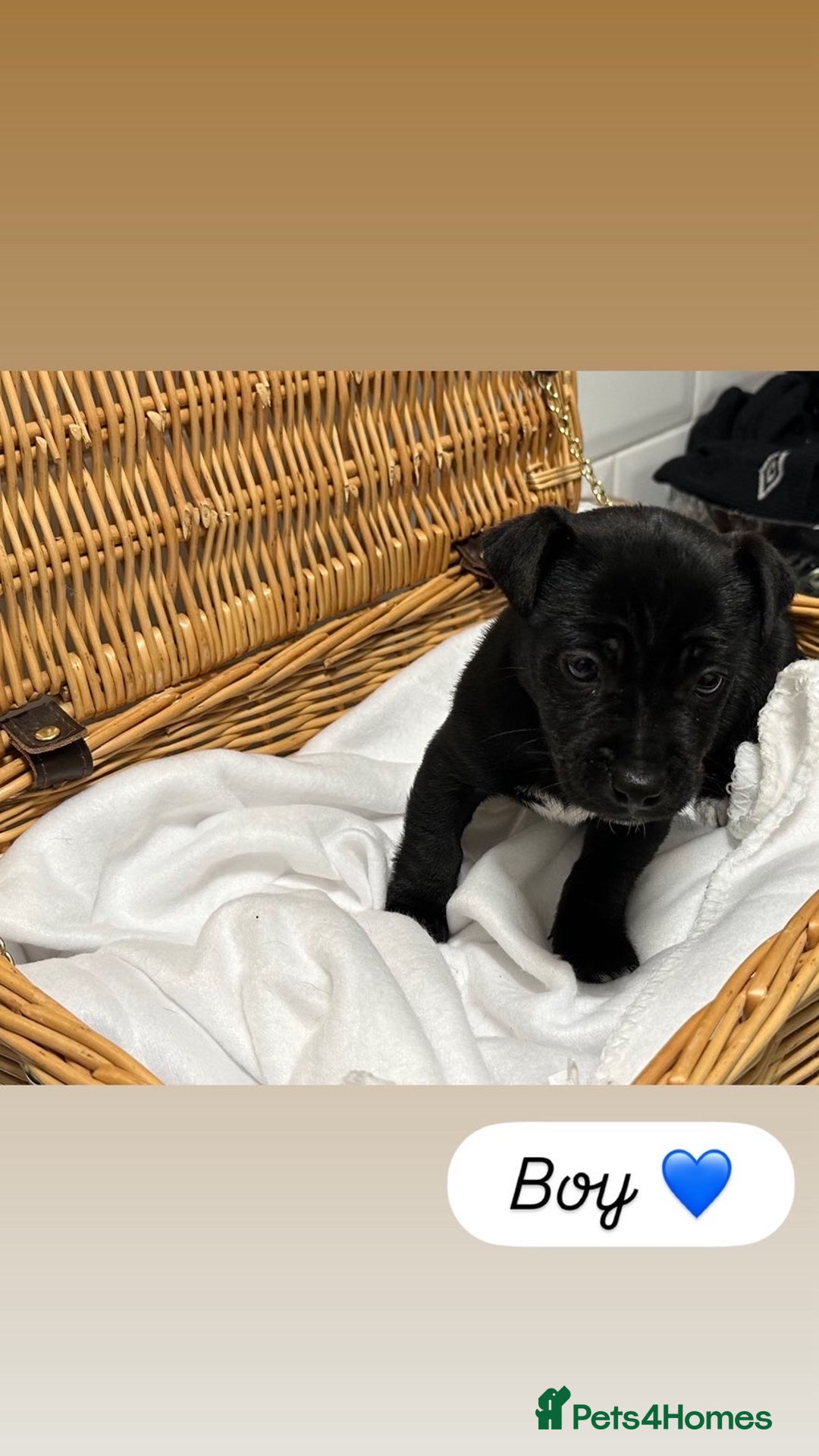 Jack Russell dogs for sale: Jack Russel Puppies  - Advert 2