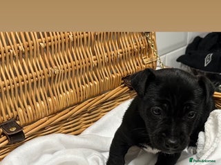 Jack Russell dogs 1 Jack Russel Puppie left - Advert 1