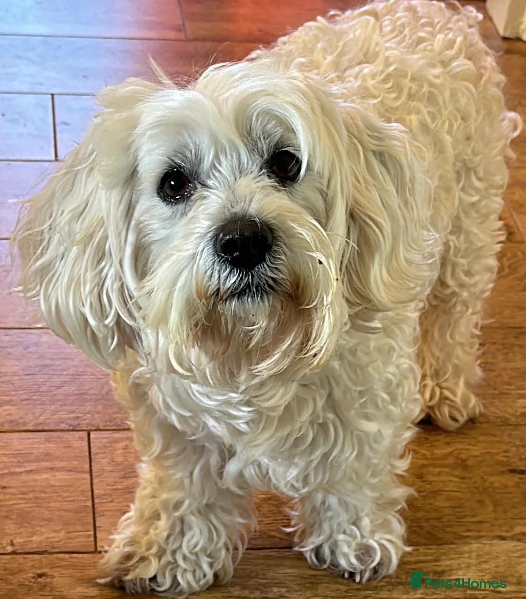 Bichon Frise dogs for sale: Two Mini Bichon Frise Ready for their New Home - Advert 6