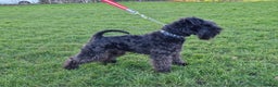 Miniature Schnauzer dogs for stud: CHAMPION SIRED eye/mac clear BLACK BOY AT STUD in Hessle - Advert 7