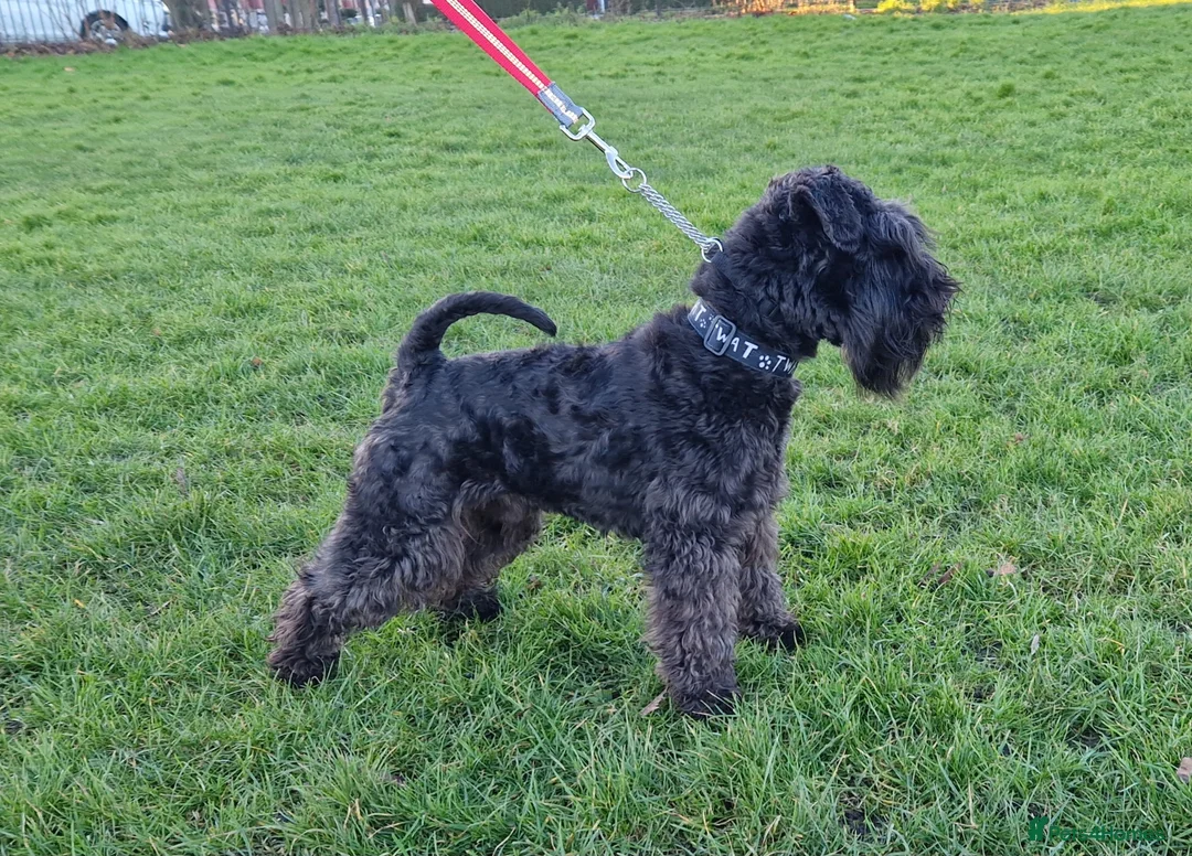 Miniature Schnauzer dogs for stud: CHAMPION SIRED eye/mac clear BLACK BOY AT STUD in Hessle - Advert 7