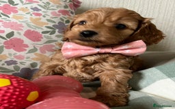 Cockapoo dogs for sale: Beautiful Red F1B Cockapoo puppies  - Image 6