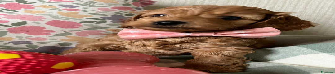 Cockapoo Puppy 3