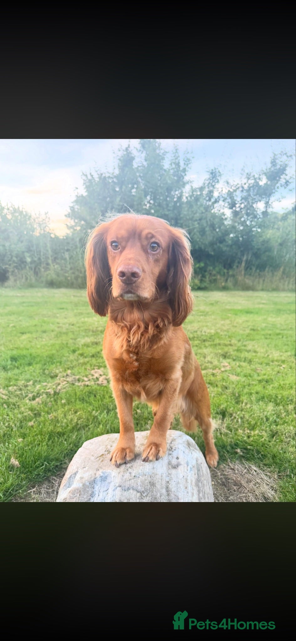 Cocker Spaniel dogs PROVEN KC RED COCKER SPANIEL 🧬⭐️ - Advert 1