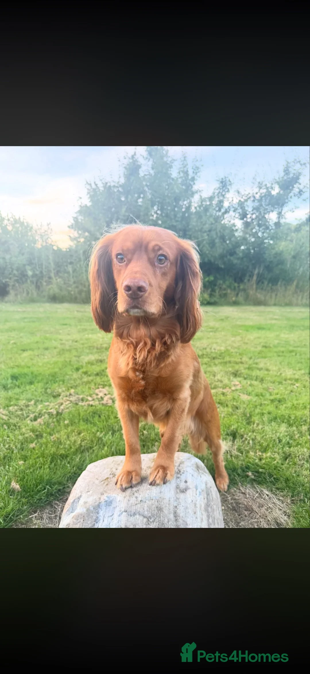 Cocker Spaniel dogs for stud: PROVEN KC RED COCKER SPANIEL 🧬⭐️ - Advert 1