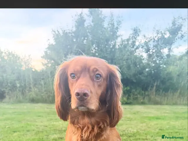 Cocker Spaniel dogs for stud: PROVEN KC RED COCKER SPANIEL 🧬⭐️ - Advert 1