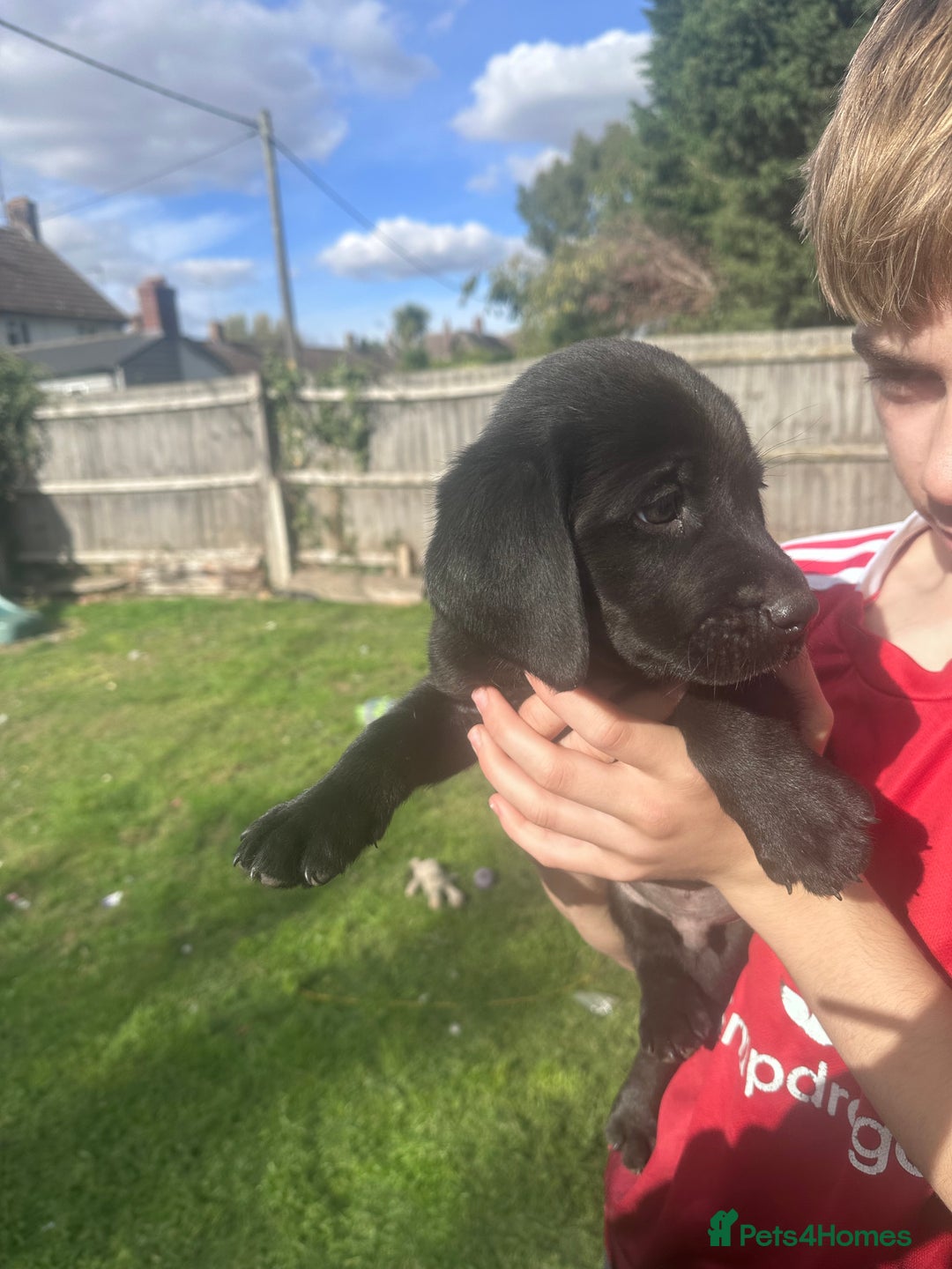 Labrador Retriever dogs for sale: Beautiful Labrador pups  - Image 16