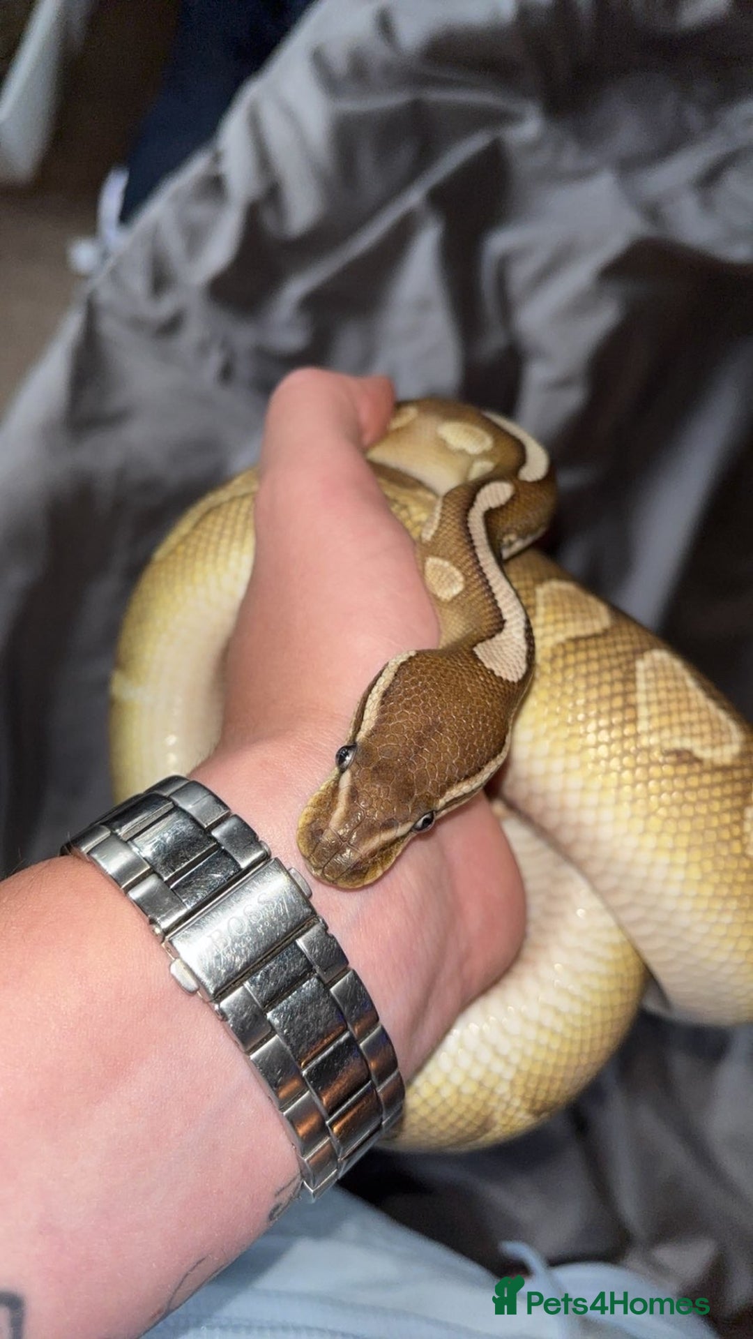 Python Snake reptiles for sale: Cinnamon lesser pos het clown  - Image 4