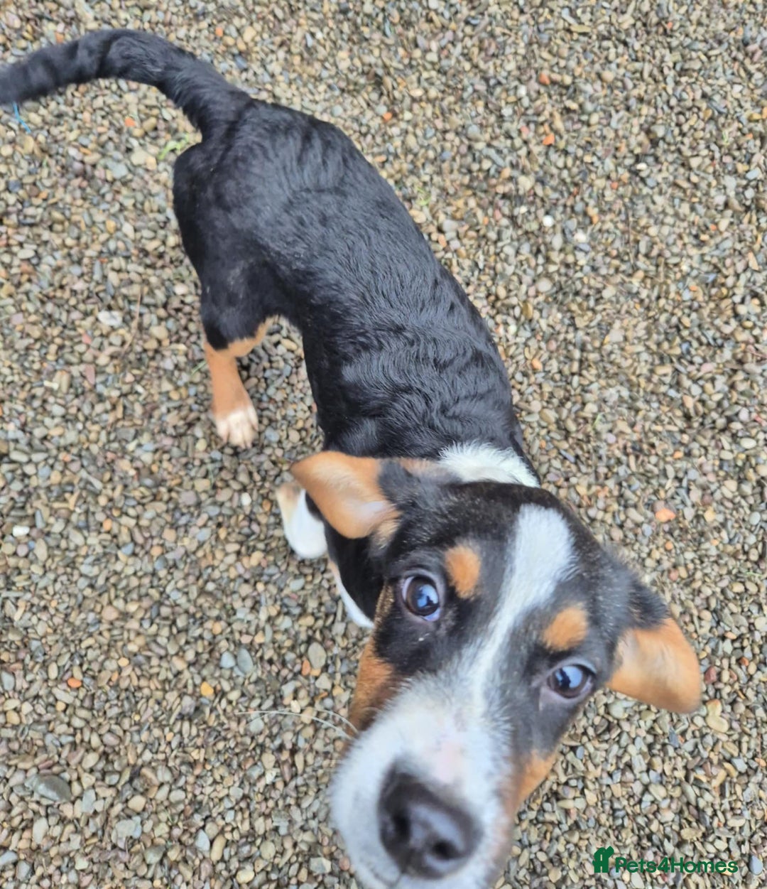 Mixed Breed dogs for adoption: Hope - In Ayr Looking for a home  - Advert 4