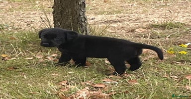 Labrador Retriever dogs - Advert 6