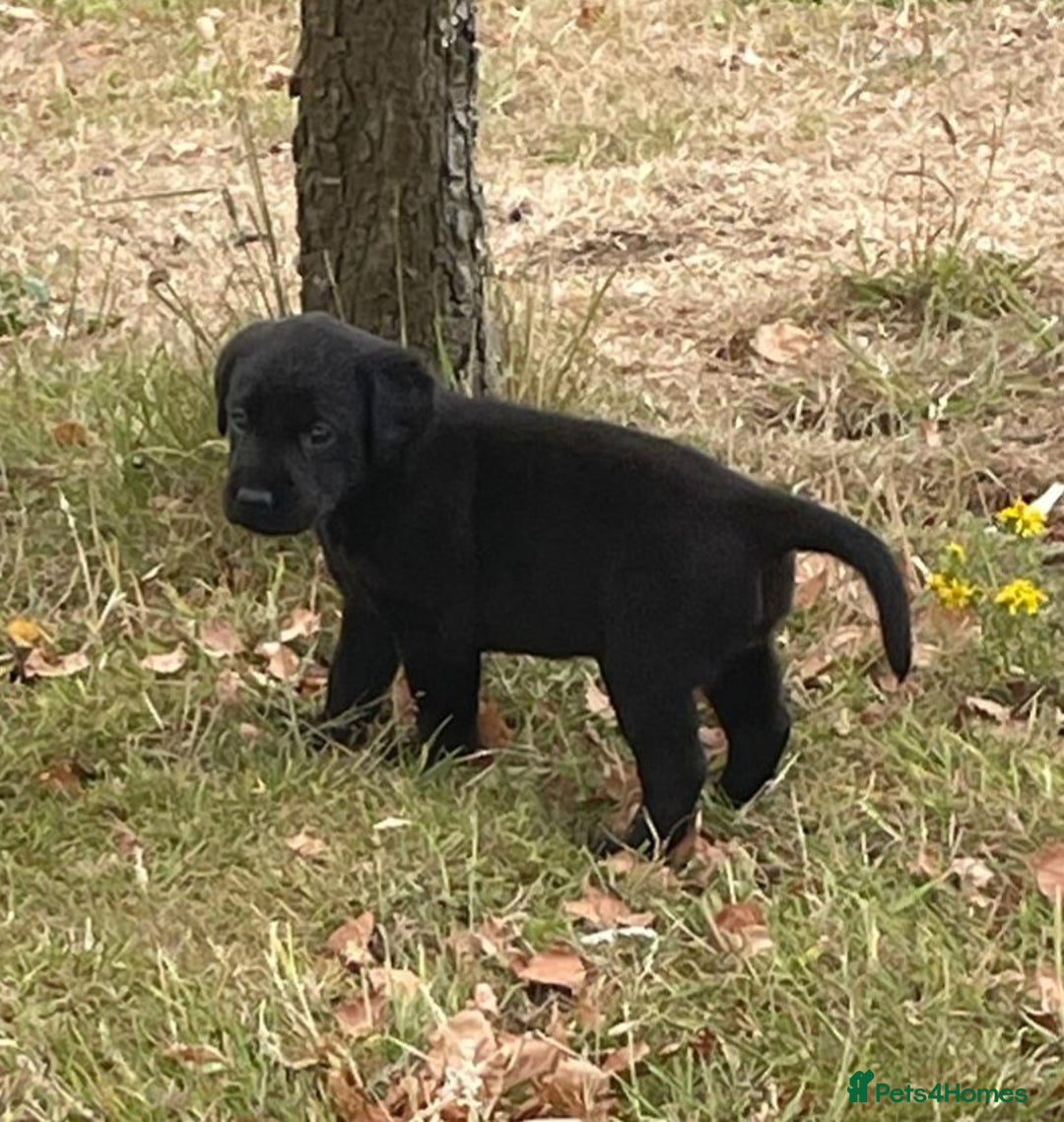 Labrador Retriever dogs for sale: Labrador Pups for sale in Fittleworth - Image 3