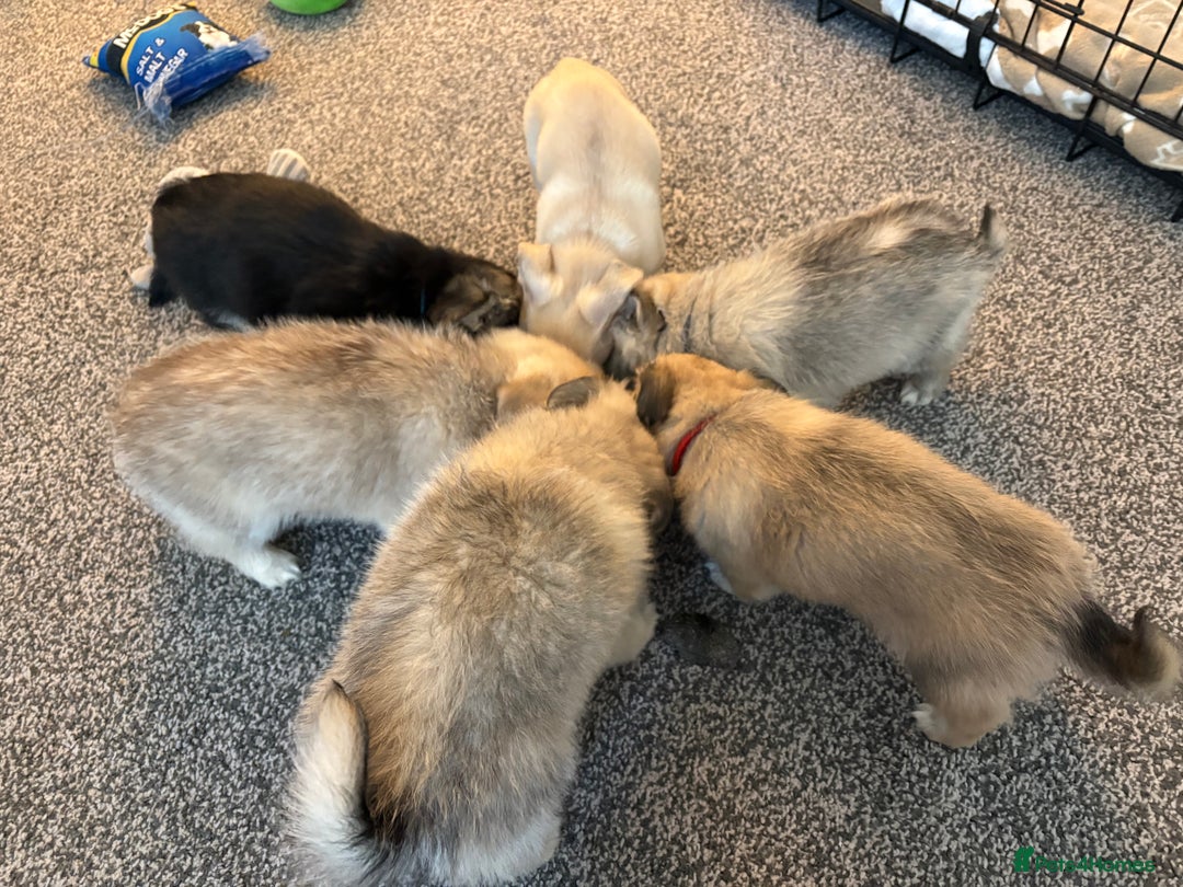 Chiweenie dogs for sale: 6 Beautiful Chiweenie Puppies *Reduced* - Advert 12