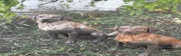 Labrador Retriever dogs for sale: Gorgeous fox red and yellow Labrador puppies  - Advert 2