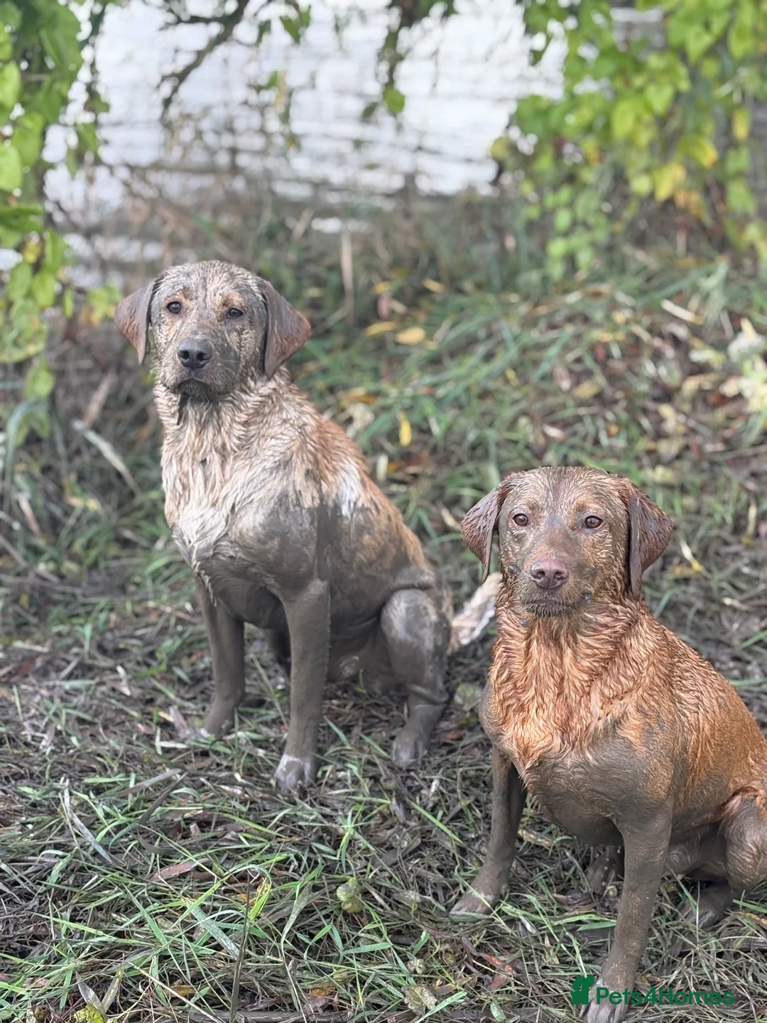Labrador Retriever dogs for sale: Gorgeous fox red and yellow Labrador puppies  - Advert 2