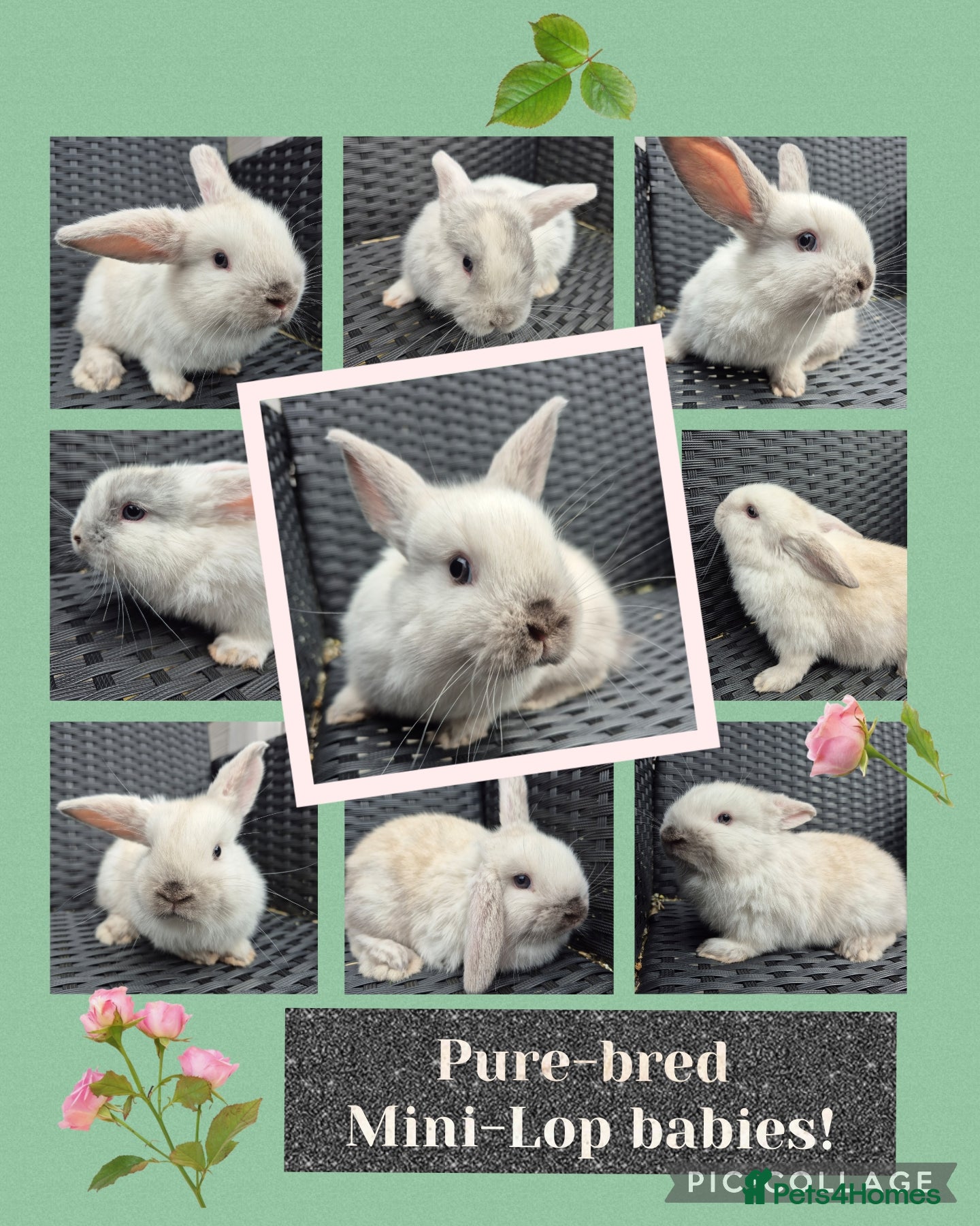 Mini Lop rabbits 🐰Baby pure-bred Mini Lop babies🐰 - Advert 1