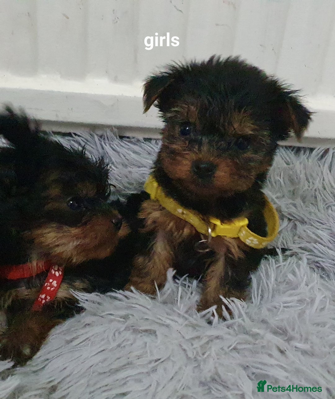 Yorkshire Terrier dogs for sale: Yorkshire terrier puppies 2 girls  - Advert 20